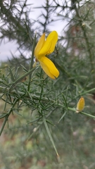 Ulex europaeus