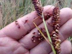 Carex