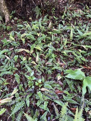 Blechnum appendiculatum