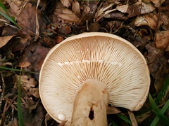 Lactarius pallidus