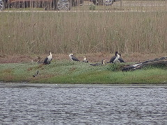 Phalacrocorax carbo lucidus