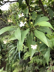 Scaevola gaudichaudiana