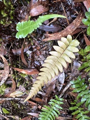 Blechnum appendiculatum