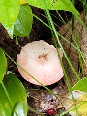 Russula fragilis