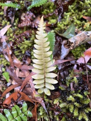 Blechnum appendiculatum