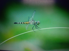 Brachydiplax sobrina