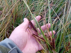 Carex