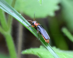 Cantharis rustica