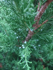 Juniperus × pfitzeriana