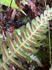 Blechnum appendiculatum