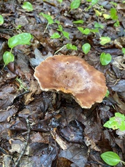 Lactarius helvus