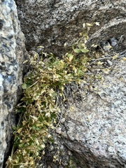 Cerastium beeringianum