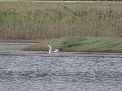 Anser anser domesticus