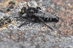 Cyrtopogon