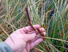 Carex