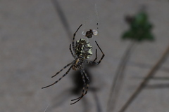 Argiope lobata