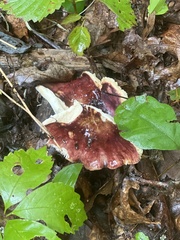 Russula mariae