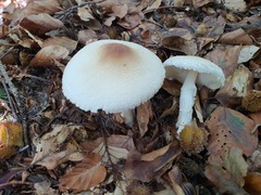 Lepiota ignivolvata