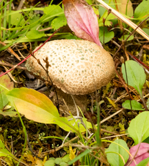 Leccinum holopus