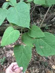 Catalpa bignonioides