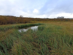 Carex