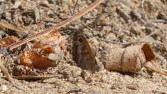 Pyronia cecilia