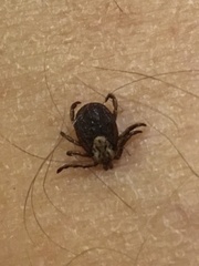 Dermacentor marginatus