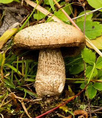 Leccinum holopus