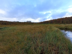 Carex