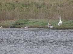 Anser anser domesticus