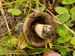 Leccinum holopus