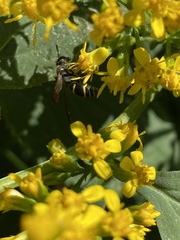 Ancistrocerus adiabatus