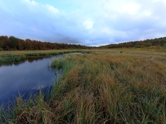 Carex