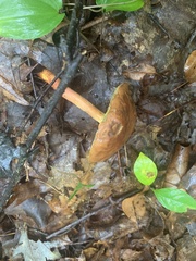 Aureoboletus innixus