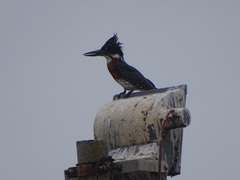 Megaceryle maxima maxima