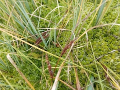 Carex