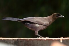 Cyanocorax cyanomelas