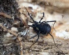 Nemastoma bimaculatum