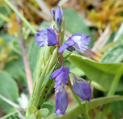 Polygala vulgaris