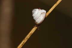 Trochoidea trochoides