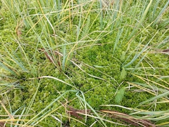 Carex