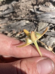 Portulaca umbraticola