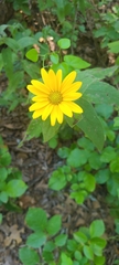 Helianthus maximiliani