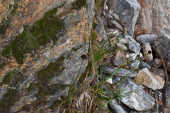 Juncus mertensianus