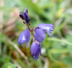 Polygala vulgaris