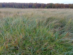 Carex