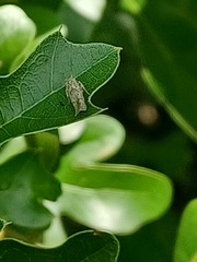 Dichomeris punctipennella