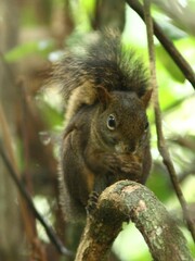 Sciurus aestuans
