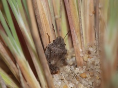 Sciocoris sideritidis