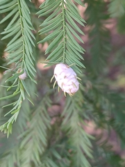 Taxodiomyia cupressiananassa